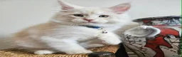 Maine Coon cats for sale: THIS LITTER ALL SOLD😸😸😸NEXT LTTER AUGUST 2026 - Advert 4