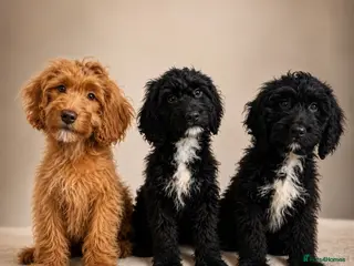 Cockapoo dogs Beautiful F1 Cockapoos Fully Vaccinated Ready Now - Advert 5