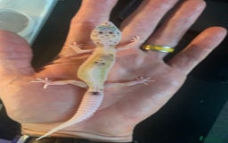 Leopard Gecko reptiles for sale: Leopard geckos cb25  - Advert 3