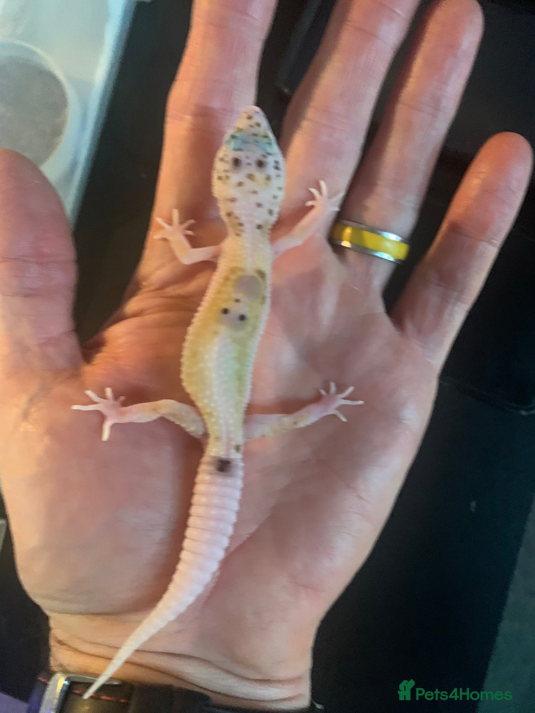 Leopard Gecko reptiles for sale: Leopard geckos cb25  - Advert 3