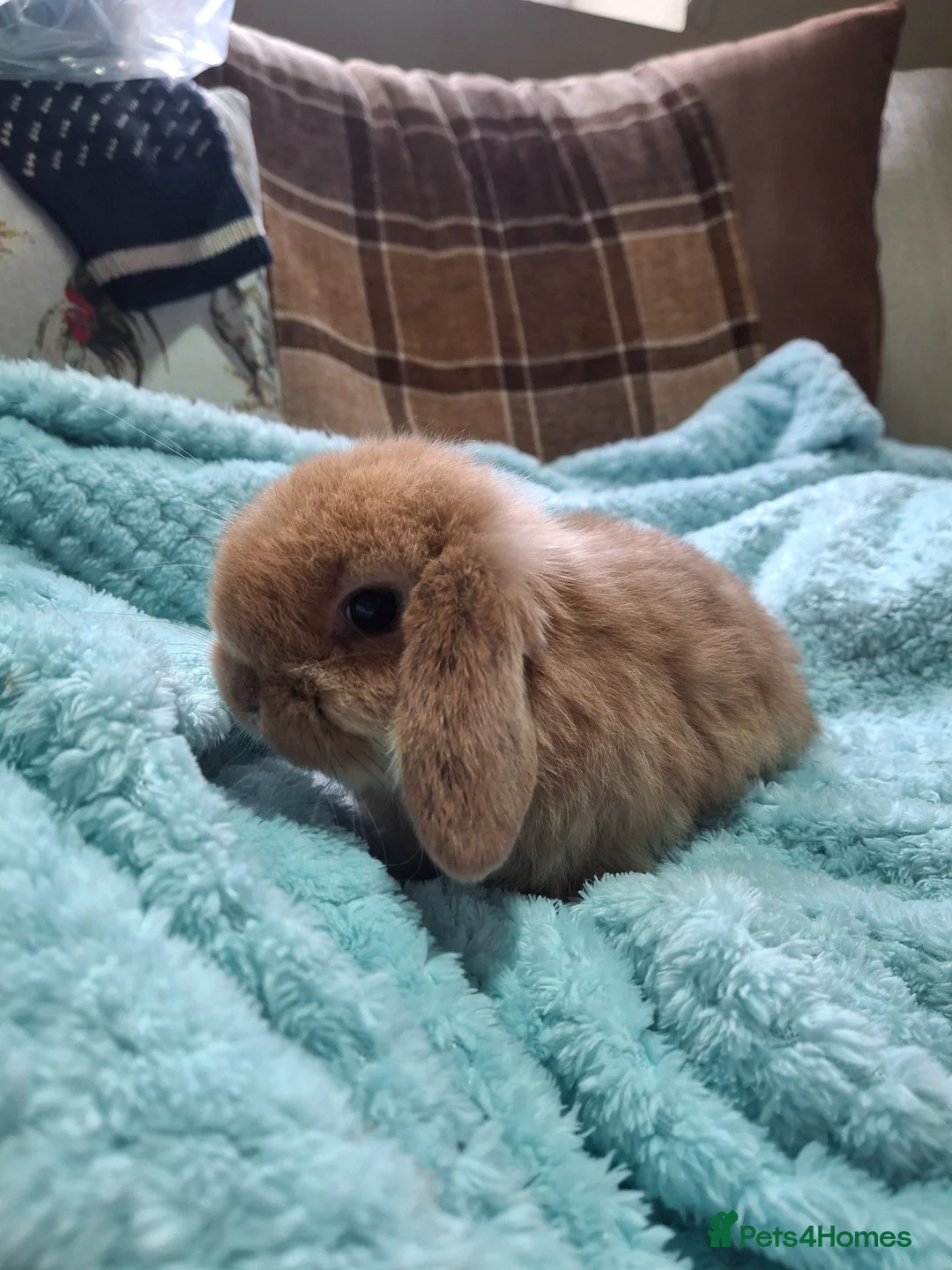 Mini Lop rabbits for sale: Stunning lop eared  - Advert 4