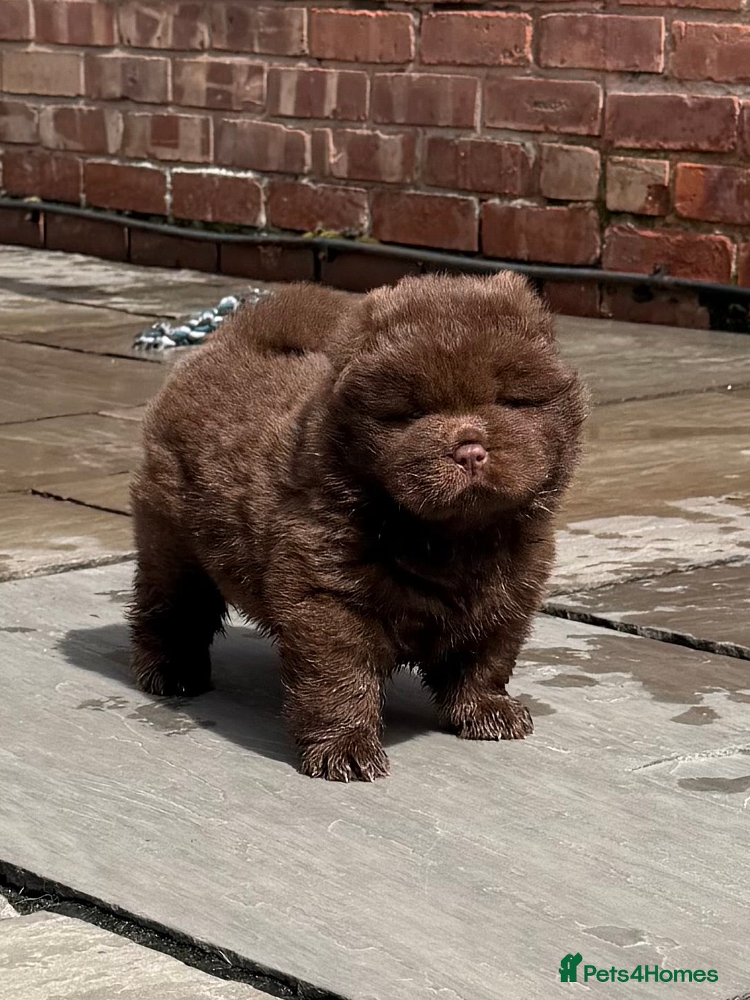 Chow Chow dogs 🐻 Exceptional KC Registered Chow Chows 🐻 - Advert 12