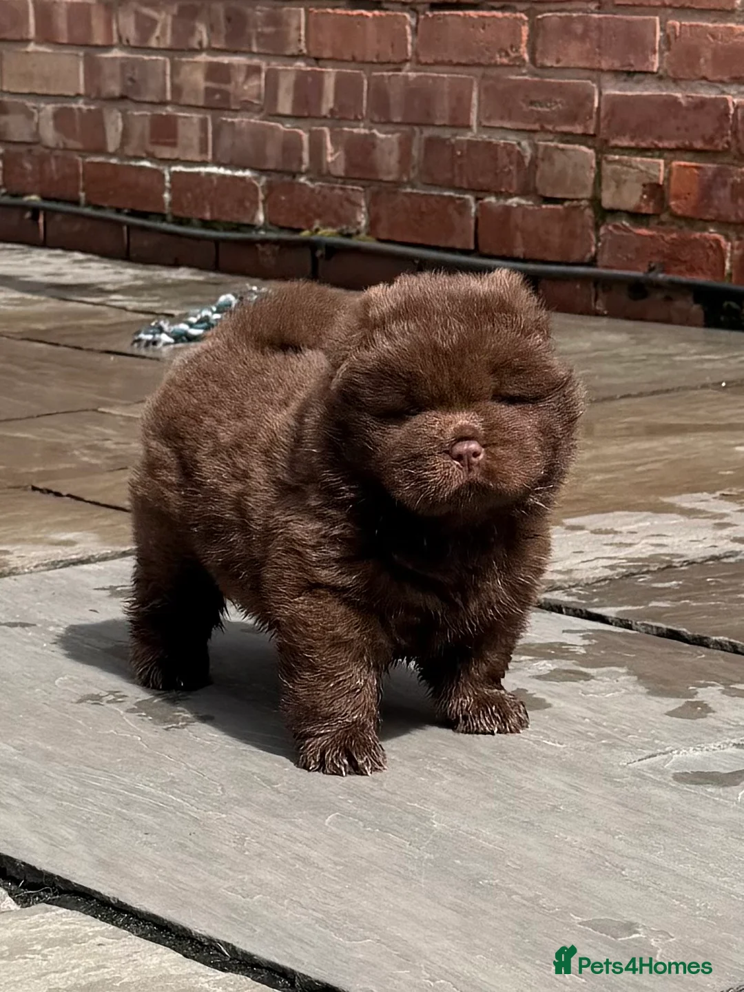 Chow Chow dogs for sale: 🐻 Exceptional KC Registered Chow Chows 🐻 - Advert 1