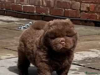 Chow Chow dogs 🐻 Exceptional KC Registered Chow Chows 🐻 - Advert 1