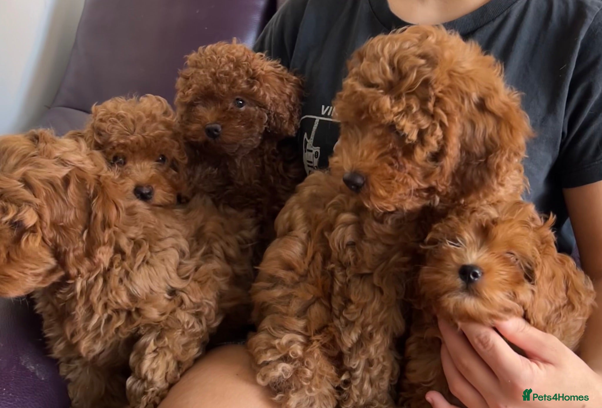 Cavapoo dogs Toy red teddy bear F1B Cavapoos by Asian toy dad - Advert 2