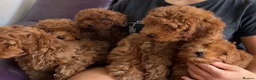 Cavapoo dogs for sale: Toy red teddy bear F1B Cavapoos by Asian toy dad in Chigwell - Advert 3