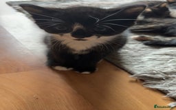 American Shorthair cats for sale: 4 kittens for sale - Image 1
