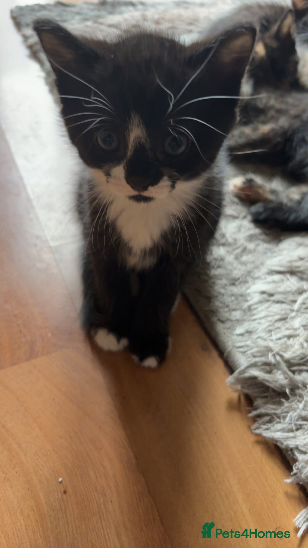 American Shorthair cats for sale: 4 kittens for sale - Image 1