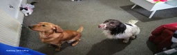 Mixed Breed dogs for sale: Cocker spaniel x labrador xEngland spring spaniel  - Advert 6