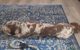 Miniature Poodle dogs for stud: Gorgeous Chocolate Merle miniature poodle for Stud - Image 5