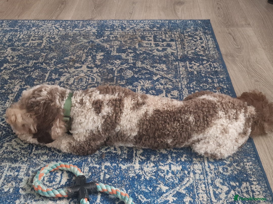 Miniature Poodle dogs for stud: Gorgeous Chocolate Merle miniature poodle for Stud - Image 5