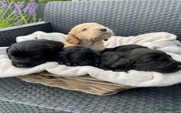 Sprocker dogs for sale: 5 beautiful sprocker puppies ✨️  - Image 5