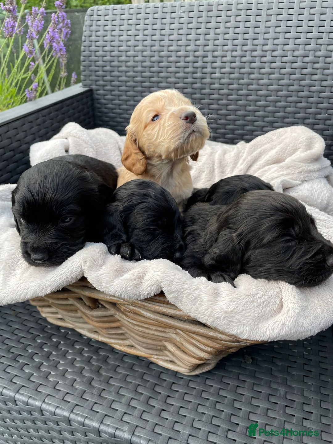 Sprocker dogs for sale: 5 beautiful sprocker puppies ✨️  - Image 5