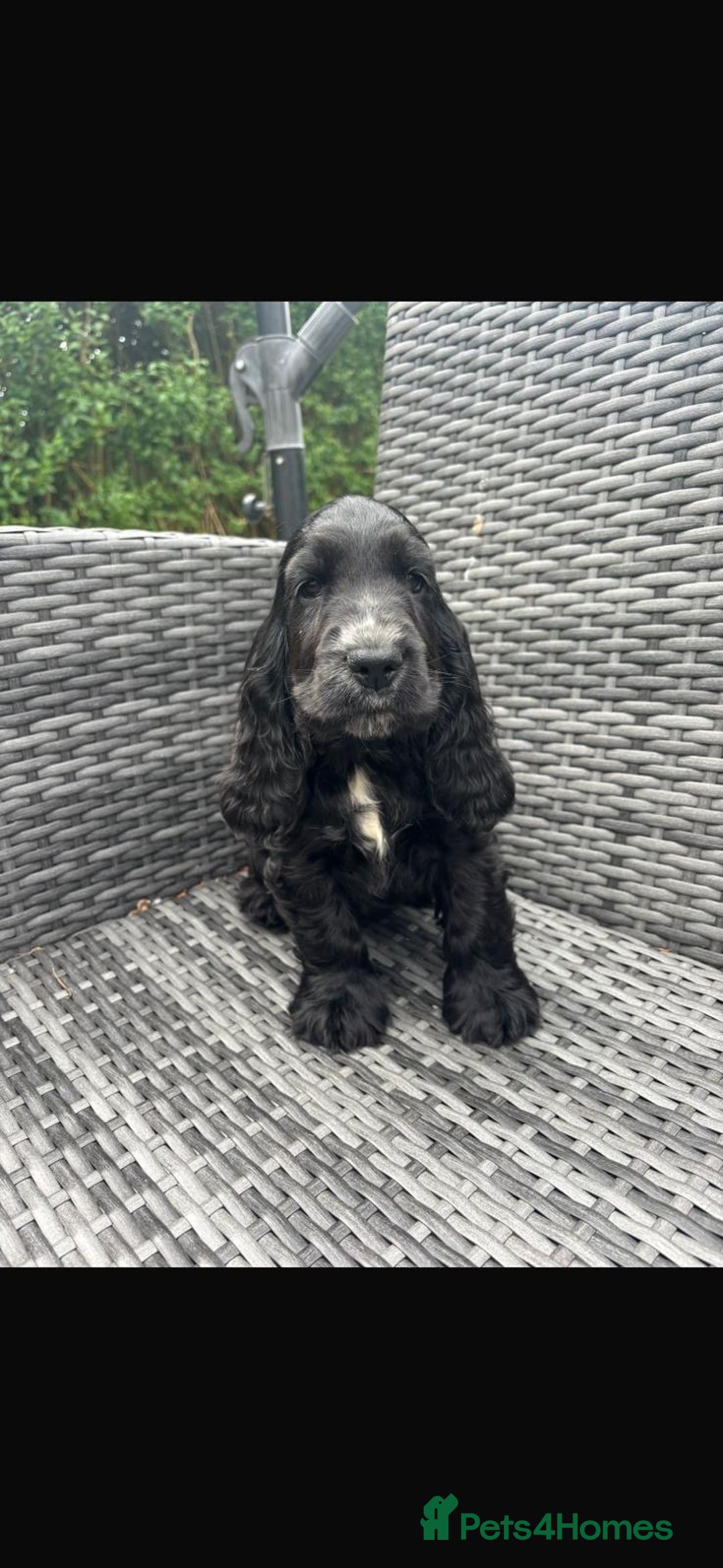 Cocker Spaniel dogs for sale: Show Cocker Spaniel - Image 2
