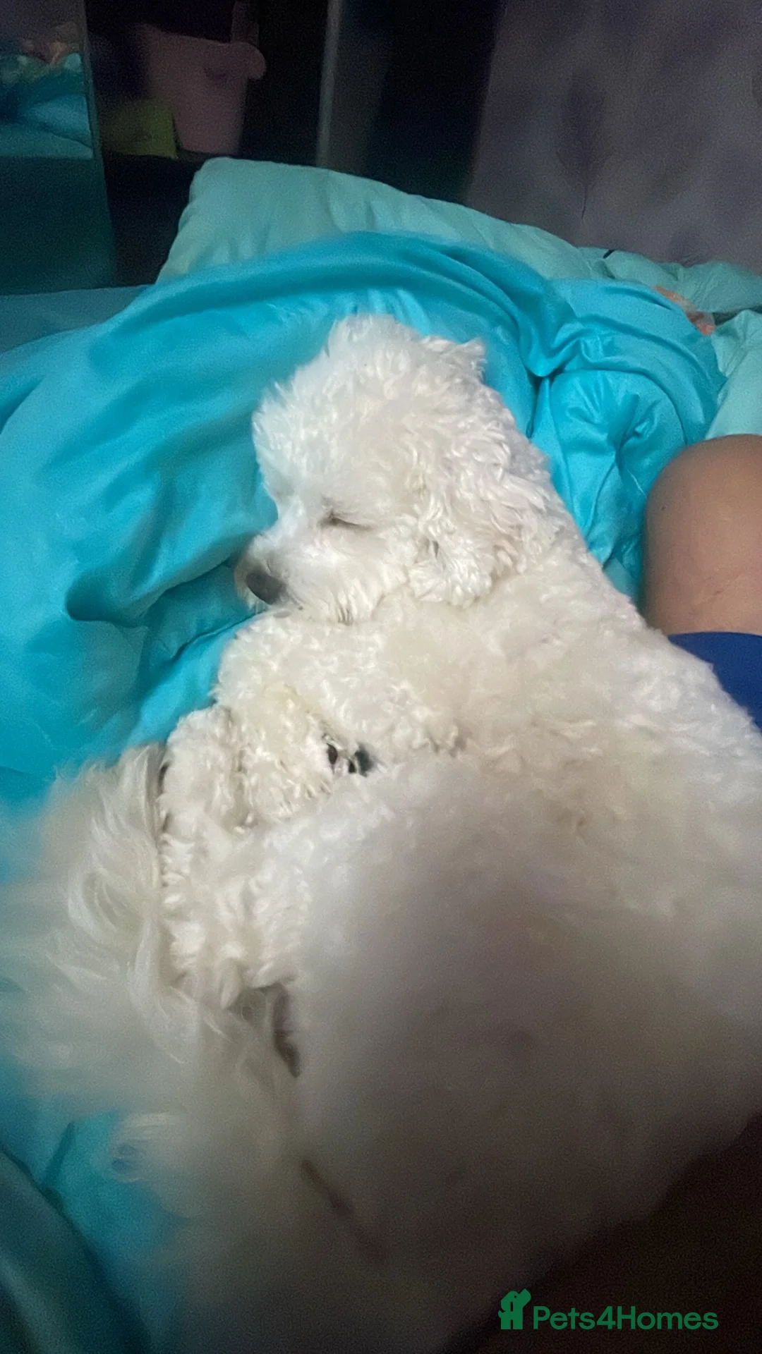 Bichon Frise dogs for sale: Alfie - Advert 2