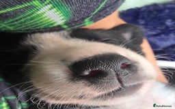 Mixed Breed dogs for sale: Short haired Collie pups - Image 30