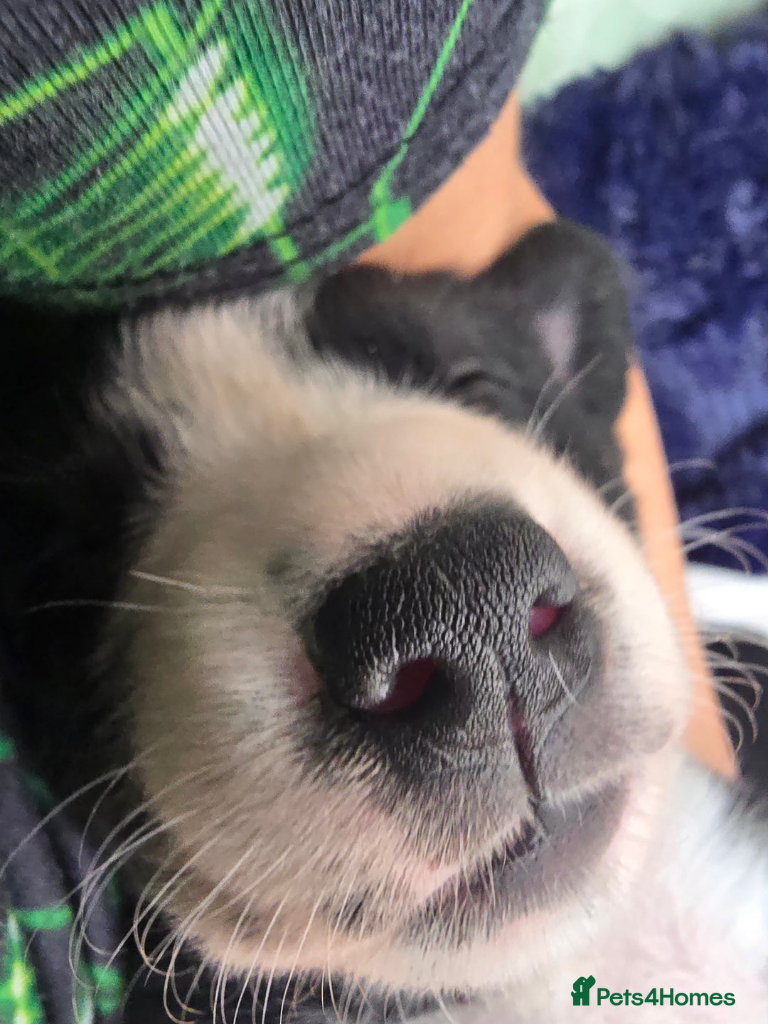 Mixed Breed dogs for sale: Short haired Collie pups - Image 30