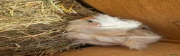 Guinea Pig rodents for sale: 2 Pretty baby long haired female guinea pigs. - Advert 10