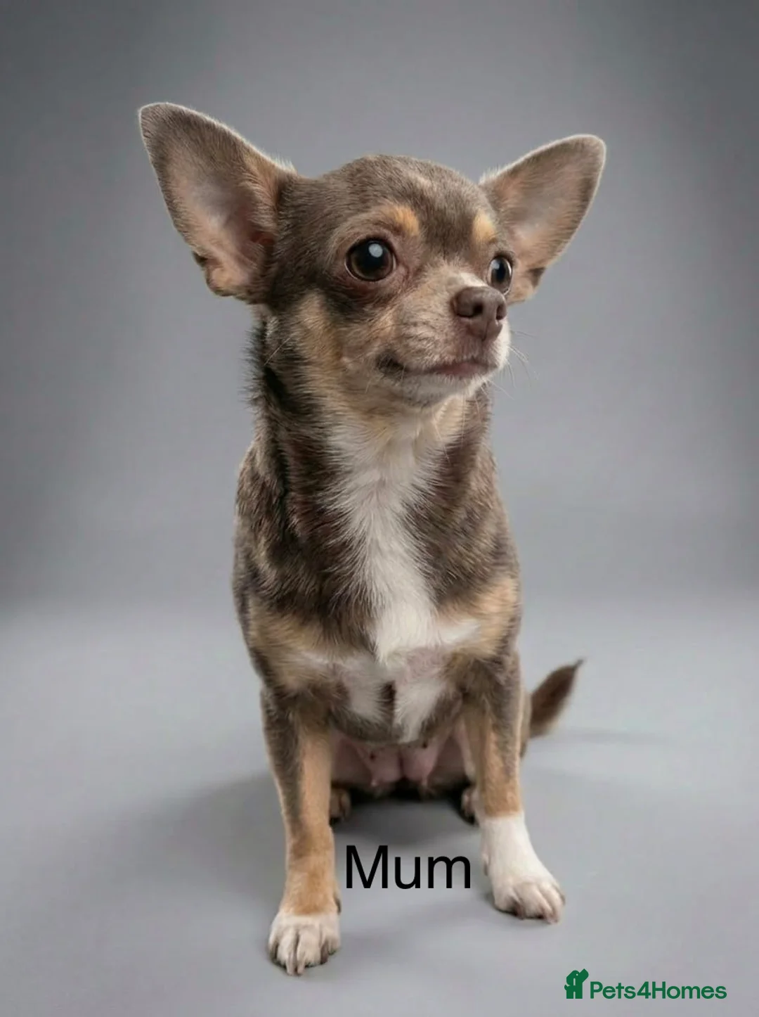 Chihuahua dogs for sale: Lilac chihuahua puppies in Peterborough - Advert 2