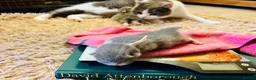 British Shorthair cats for sale: GCCF Chunky British Shorthair Kittens - Advert 2