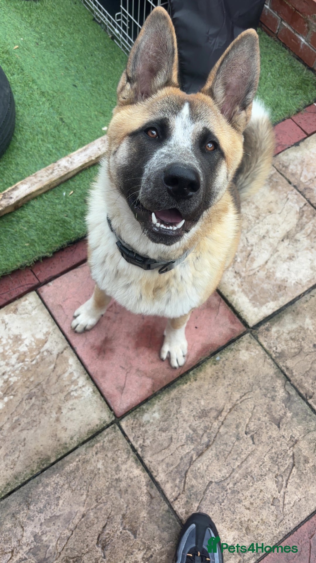 Mixed Breed dogs for sale: Mylo  - Advert 3