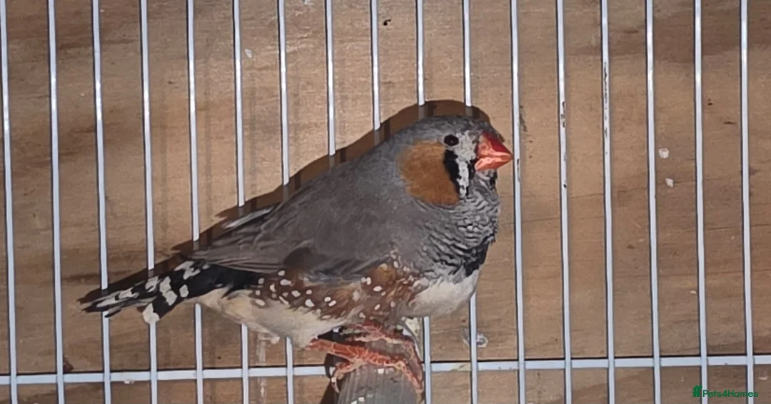 Finches birds for sale: Bengalese Finches and Zebra Finches - Advert 2