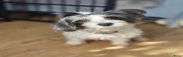 Yorkiepoo dogs for sale: Adorable Yorkiepoo Puppies Available - Litter of 6 - Advert 14