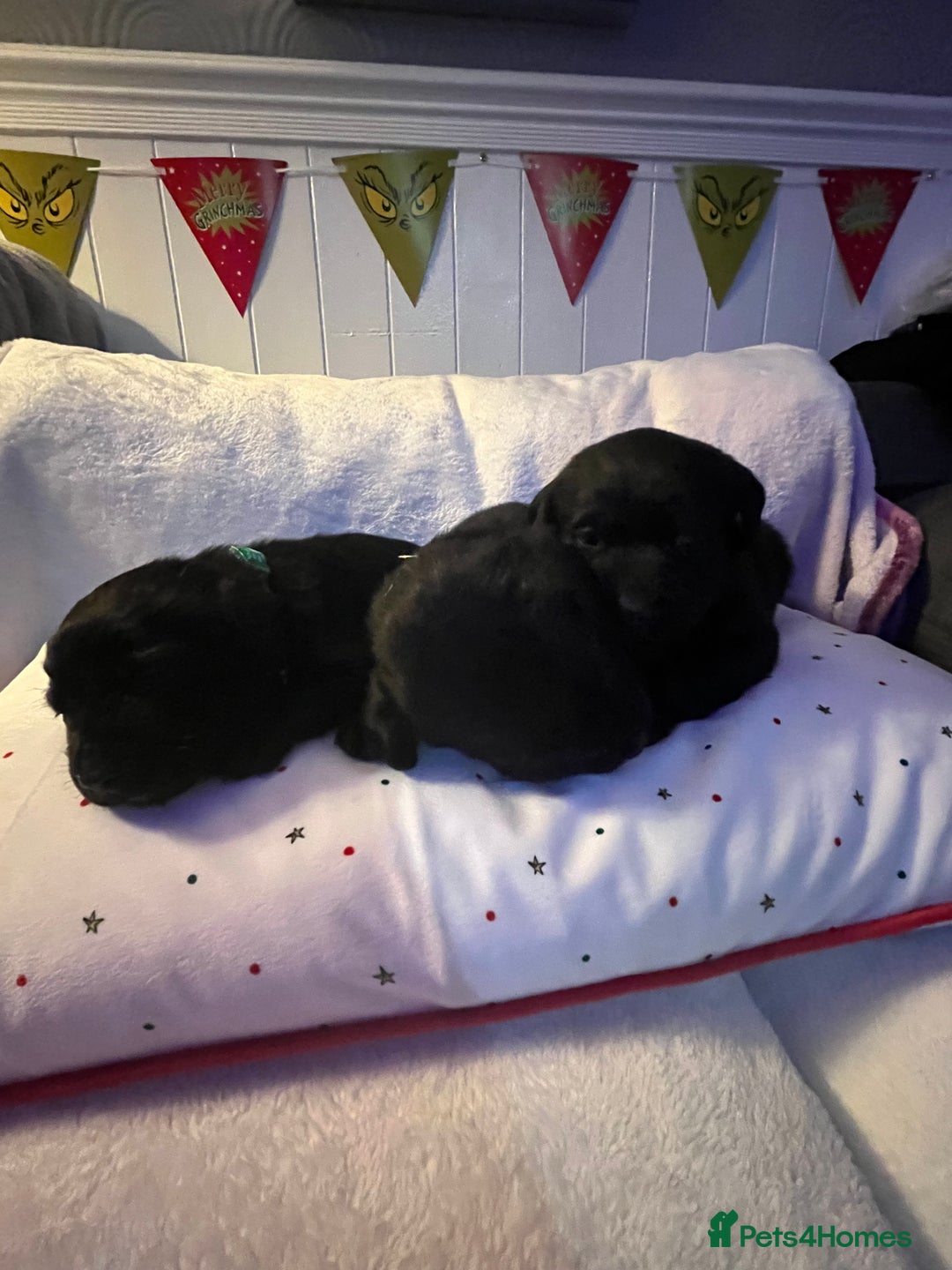 Labrador Retriever dogs for sale: 3 beautiful black Labrador retrievers - Advert 6