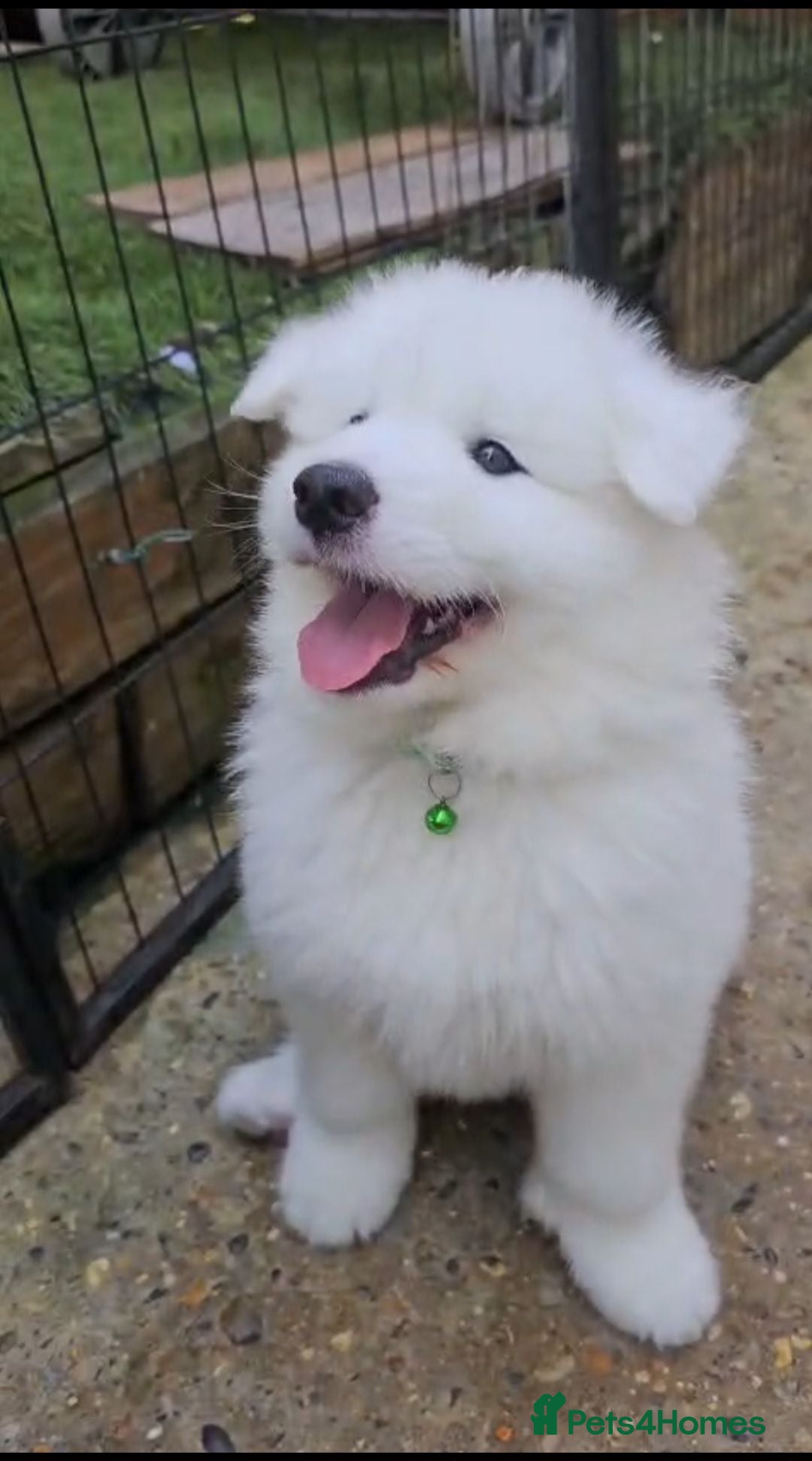 Samoyed dogs 🩷💙Adorable Samoyed puppies 🩷💙 - Advert 1