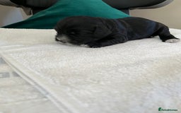 Cocker Spaniel dogs for sale: Beautiful cocker pups - Advert 2