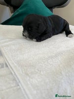 Cocker Spaniel dogs Beautiful cocker pups - Advert 12