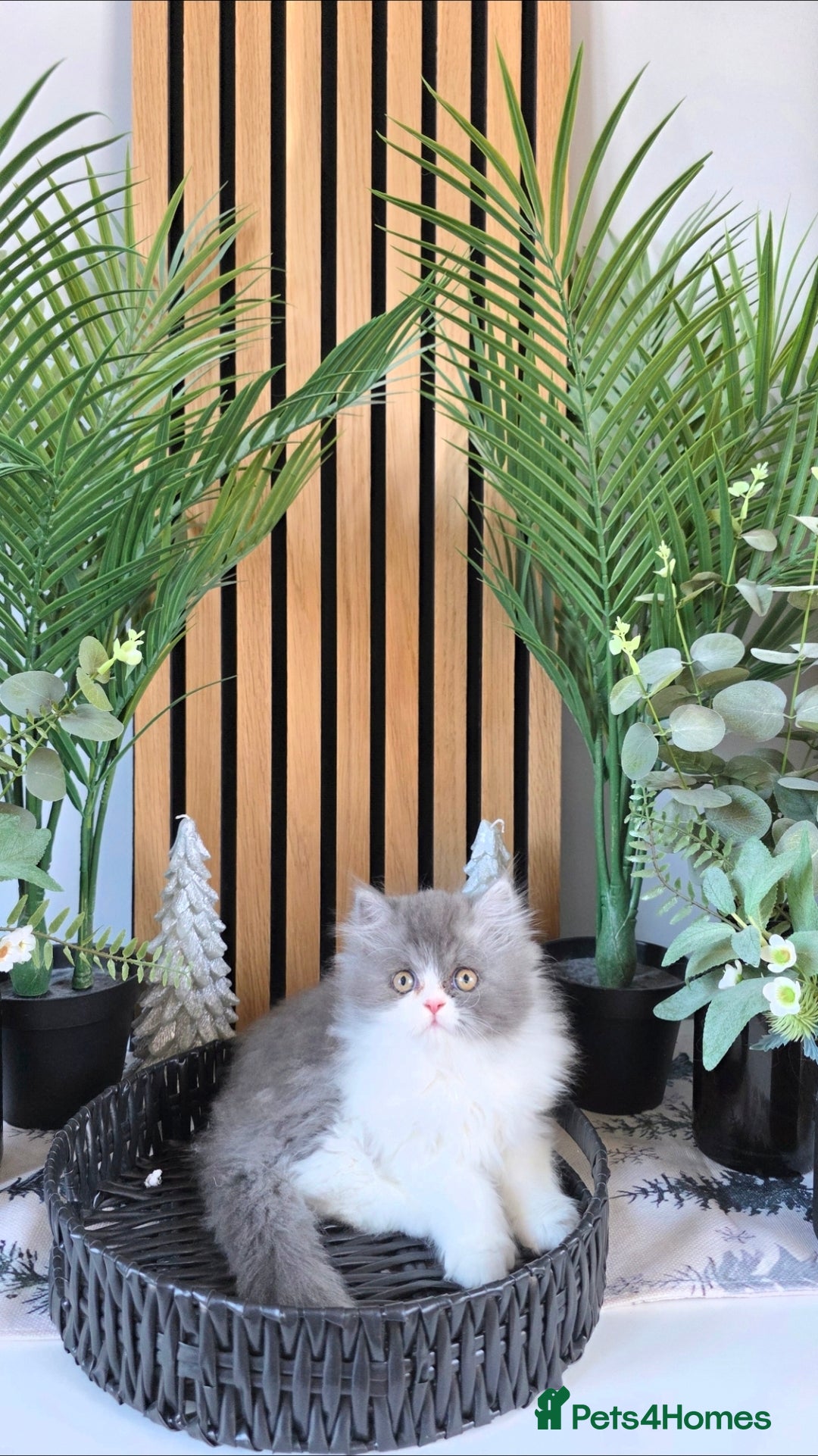 Mixed Breed cats for sale: Beautiful Ragdoll-Persian kittens - Advert 4