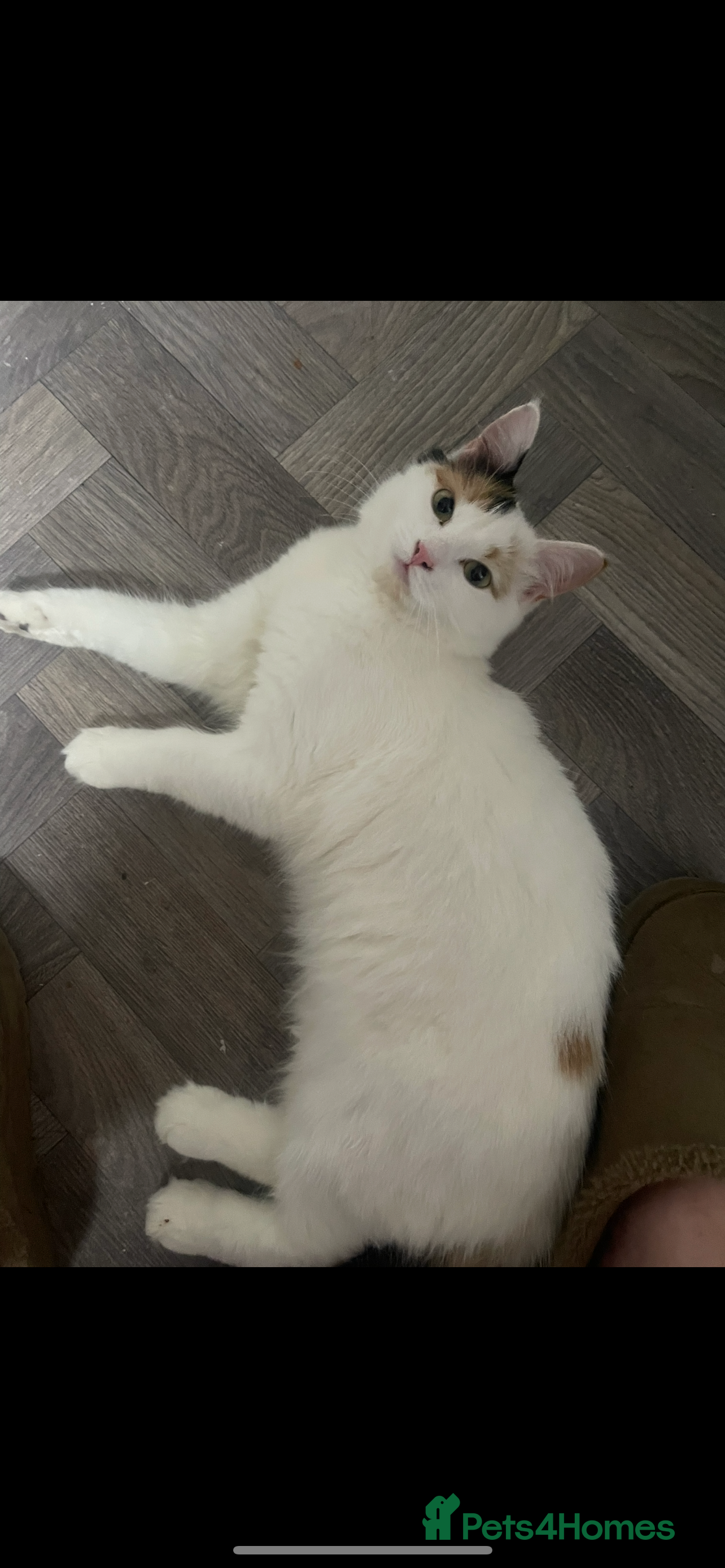 Turkish Van cats Half Turkish van kittens  - Advert 1