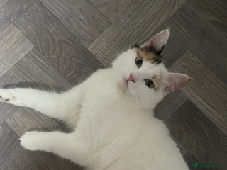 Turkish Van cats Half Turkish van kittens - Advert 5