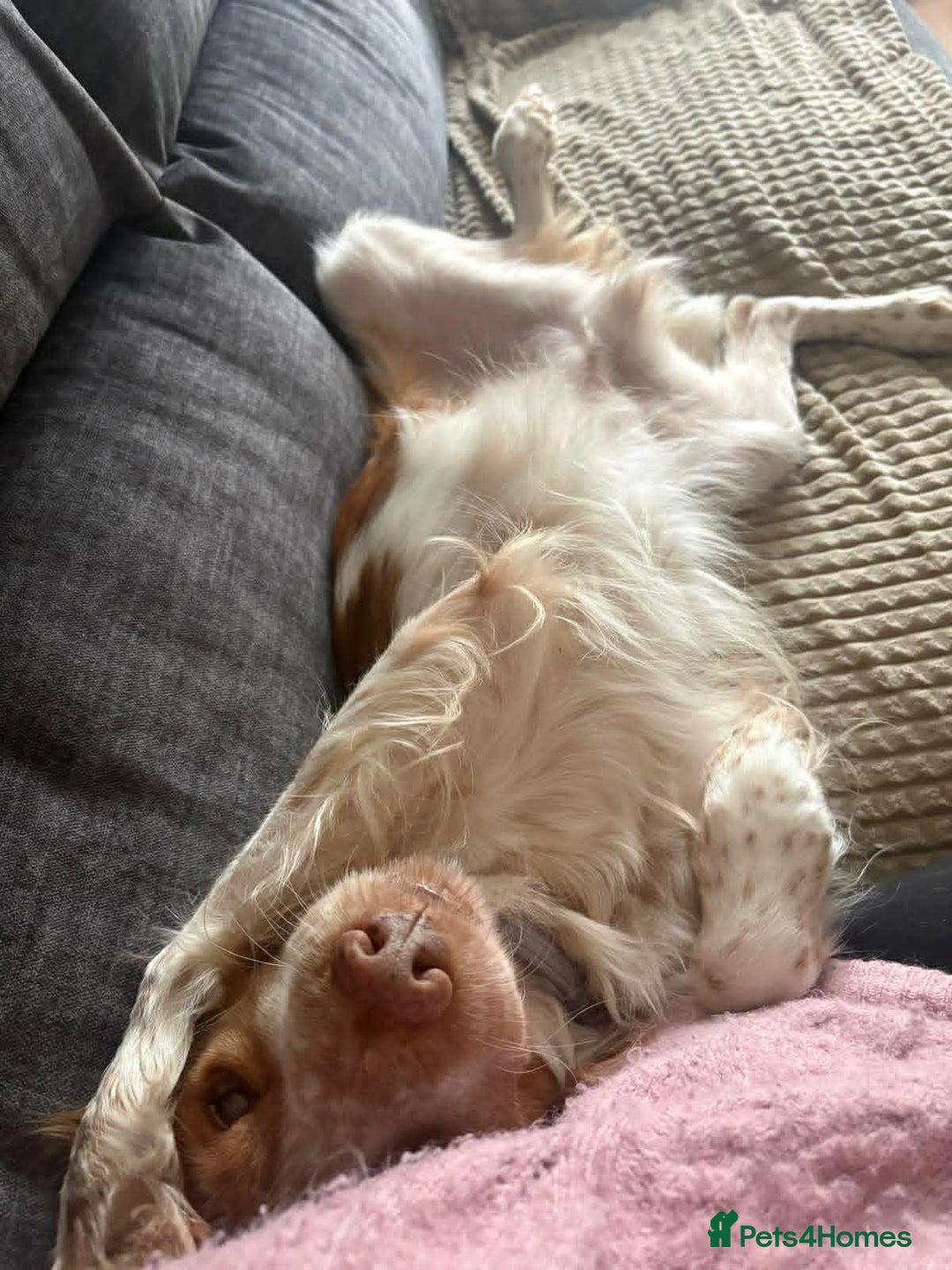 Brittany Spaniel dogs for adoption: Lovely gentle boy, Rudolph in foster in Solihull - Advert 2