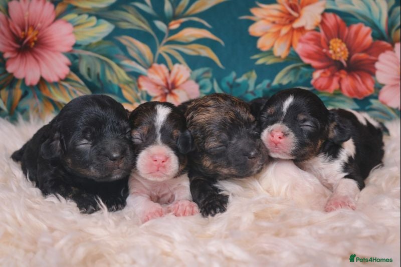 Cavapoo dogs Stunning toy cavapoo puppies  - Advert 2