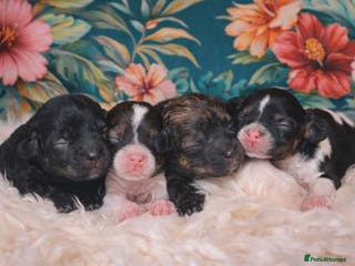 Cavapoo dogs Stunning toy cavapoo puppies - Advert 5