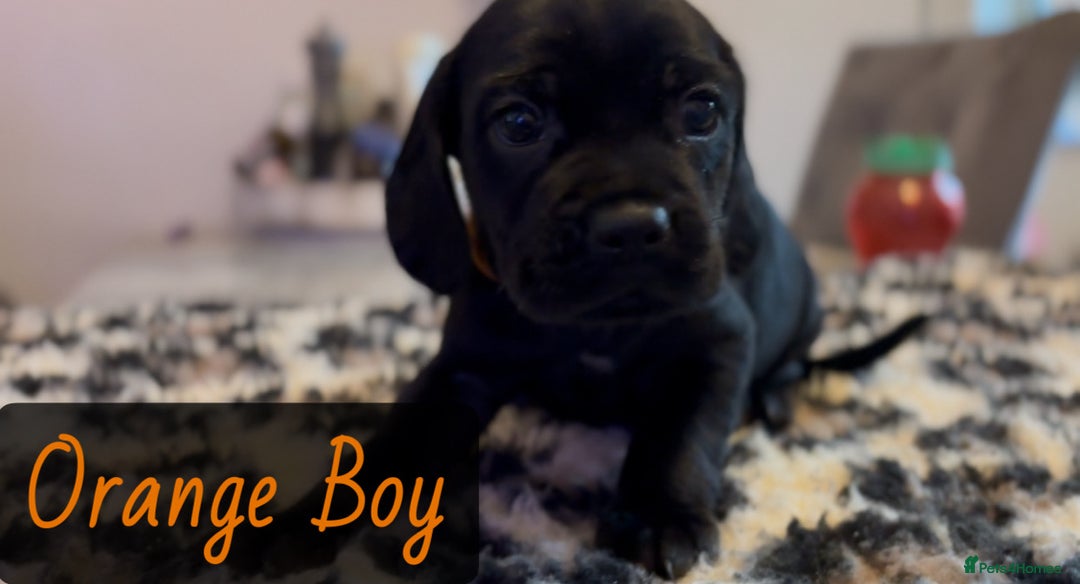 Mixed Breed dogs for sale: ⭐️ Cockerdor Puppies ⭐️  - Advert 13