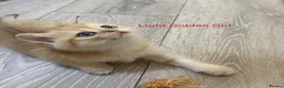 British Shorthair cats for sale: Golden British Short Hair Kitten for sale - Advert 7