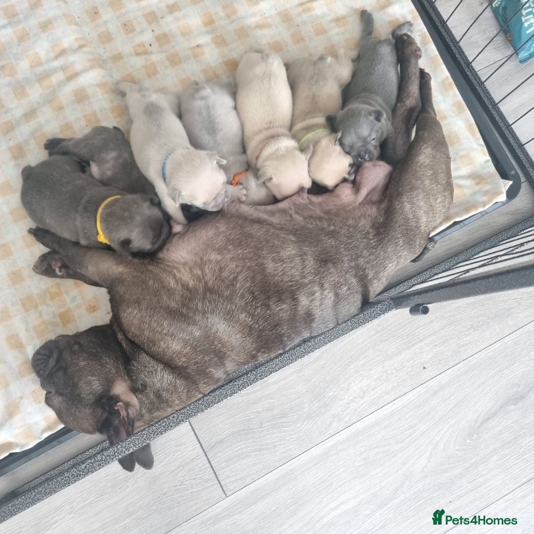 French Bulldog dogs Frenchie pups  - Advert 3