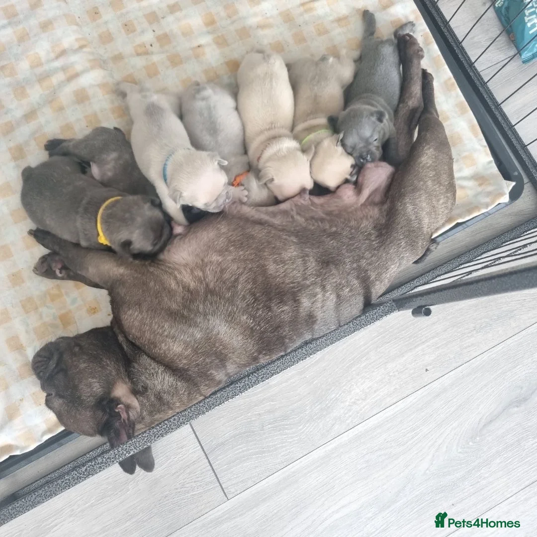 French Bulldog dogs for sale: Frenchie pups  - Advert 1