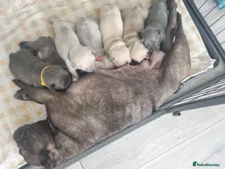 French Bulldog dogs Frenchie pups - Advert 3