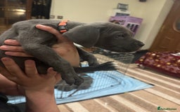 Cane Corso dogs for sale: Pure Pedigree Cane Corso Puppies - Image 28