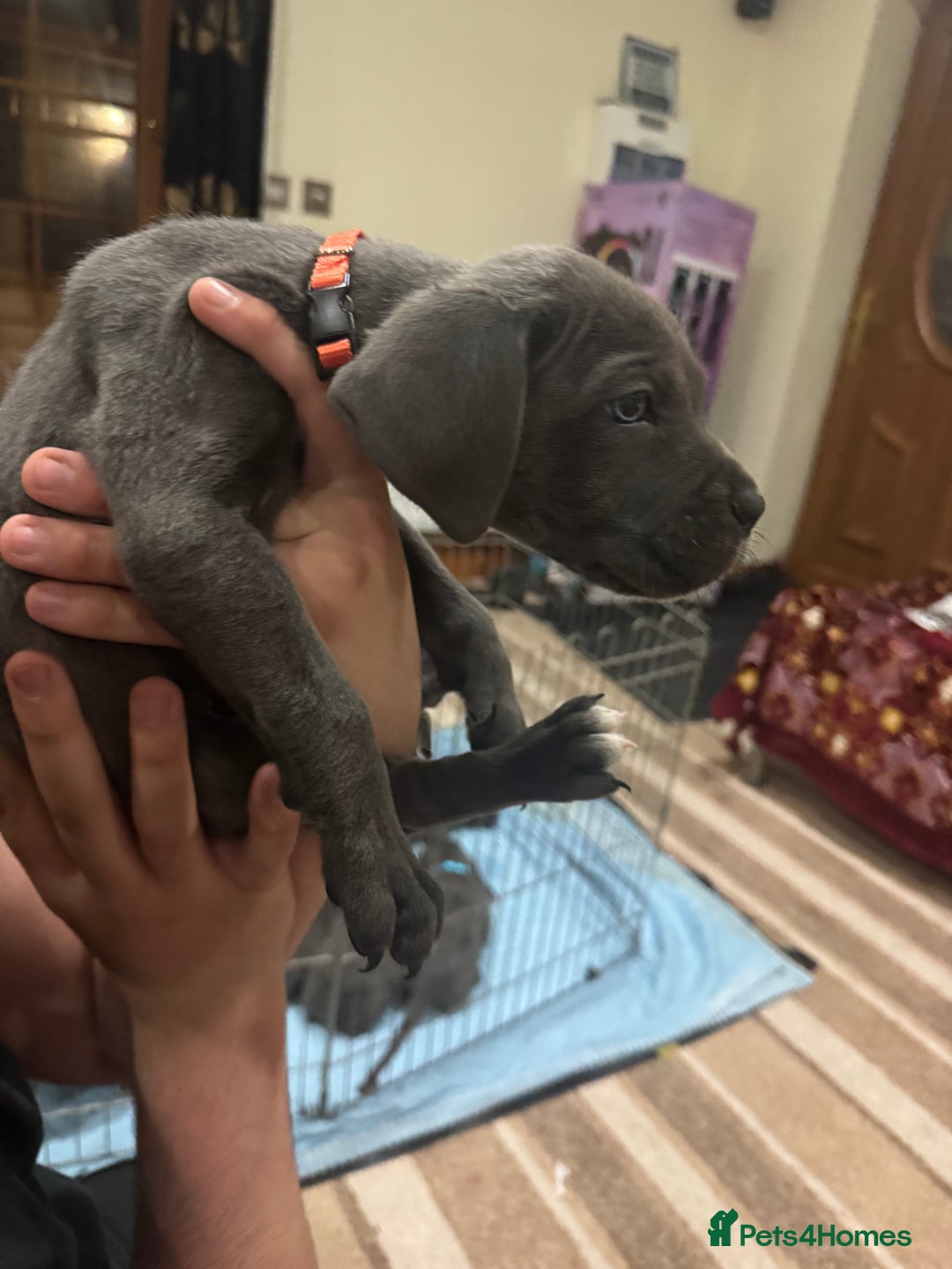 Cane Corso dogs for sale: Pure Pedigree Cane Corso Puppies - Image 28