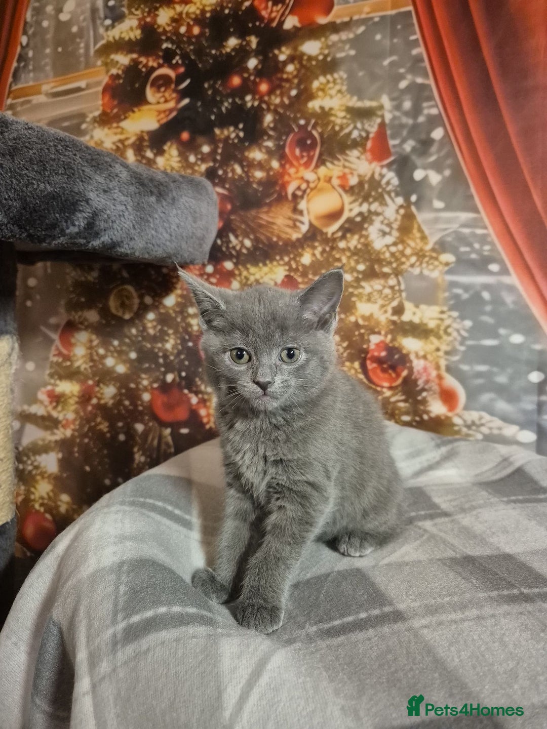 Russian Blue cats for sale: Russian blue x maincoone mix - Advert 4