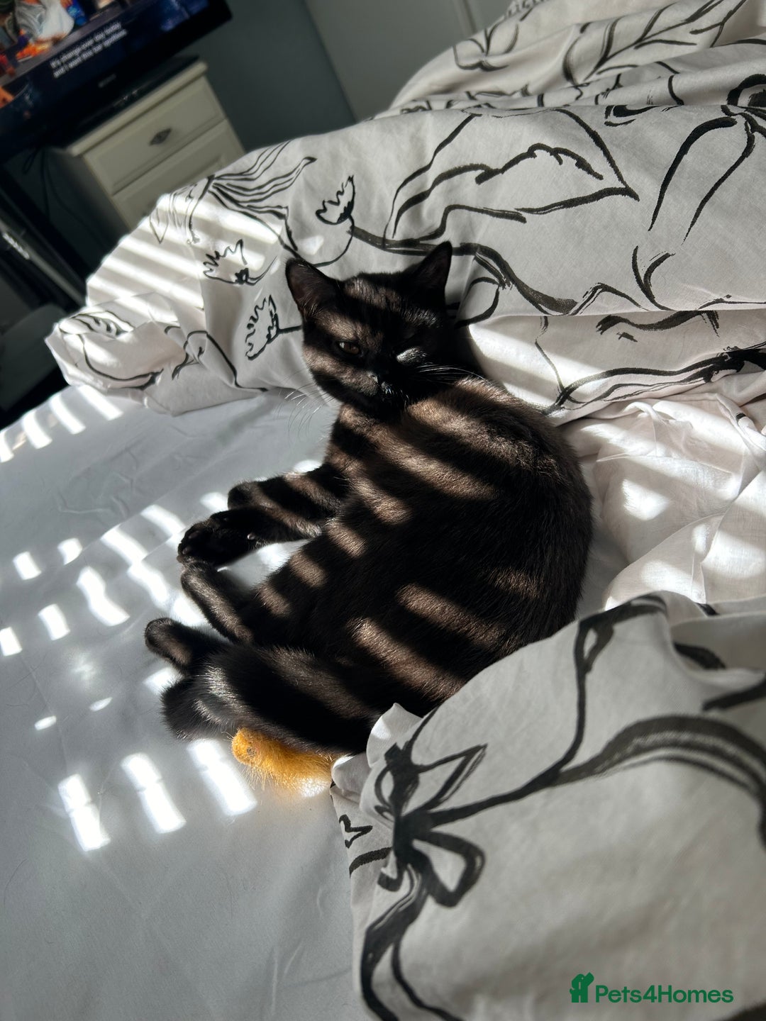 British Shorthair cats for sale: Young Male British Shorthair (Indoor Cat) - Image 12