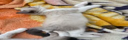 Ragdoll cats for sale: Beautiful 100% ragdoll babies - Advert 3