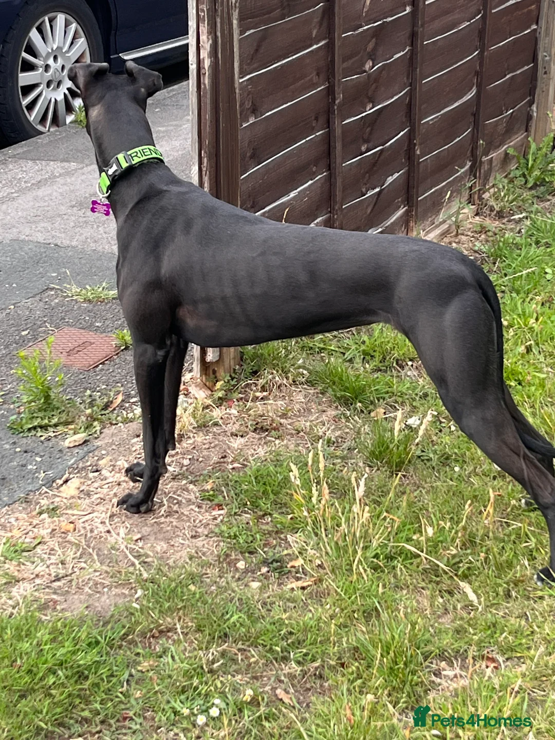 Lurcher dogs for sale: 3 year old lurcher  **   - Advert 3
