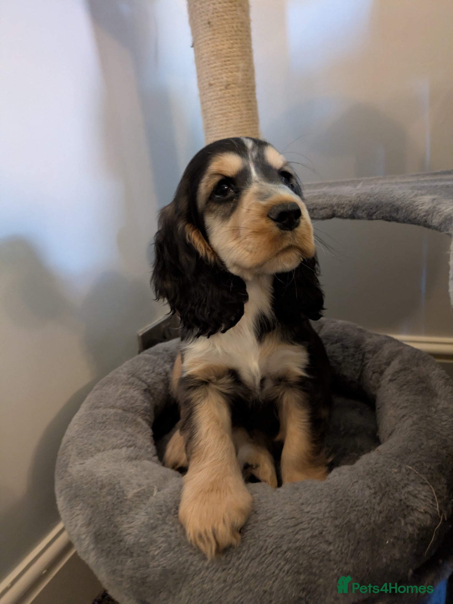 Cocker Spaniel dogs 1 girl Ready KC show cocker PRA FN tested - Advert 1