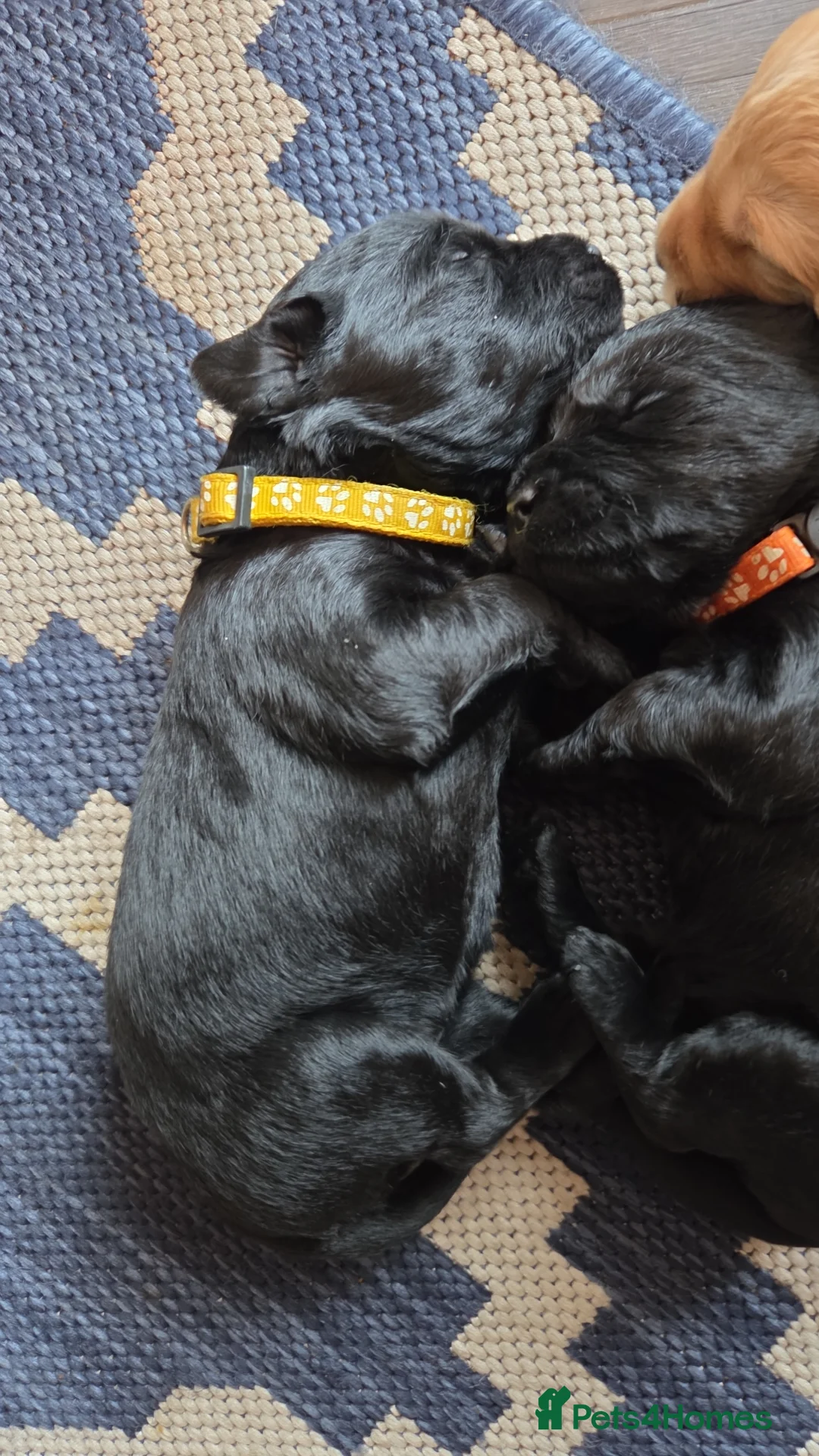 Labradoodle dogs for sale: Labrodoodle Puppies - Advert 26